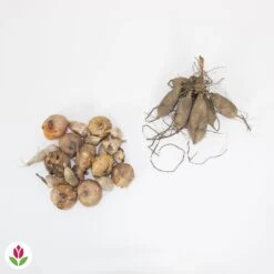 20 Bulbes De Fleurs The Purple Bag En Mélange -Plantes Soldes Boutique 030836 wil QLZ 030836 1 1709717864483