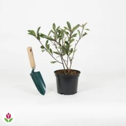 Photinia Pink Marble -Plantes Soldes Boutique 030874 wil QLZ 030874 1 1704726800932