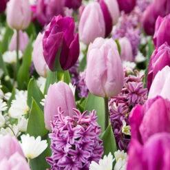 25 Bulbes De Fleurs Royal Purple En Mélange -Plantes Soldes Boutique 031443 3 1706800095011