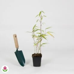 Bambou Fargesia Rufa Non-traçant -Plantes Soldes Boutique 031462 wil QLZH 031462 1 1704729371841