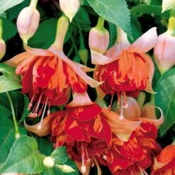 3 Fuchsias Retombants Bicentennial