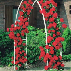 Rosier Grimpant Musimara -Plantes Soldes Boutique 100356 2