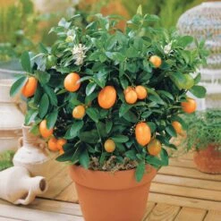 Kumquat -Plantes Soldes Boutique 100395 1 1706611196534