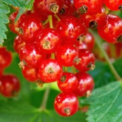Groseillier Rouge Rovada