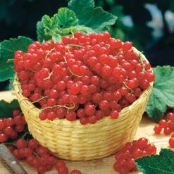 Groseillier Rouge Rovada -Plantes Soldes Boutique 100397 4