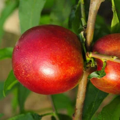 Mini-nectarine Morton -Plantes Soldes Boutique 100445 2