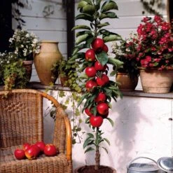 Mini-pommier Braeburn -Plantes Soldes Boutique 100463 3 1700140871715