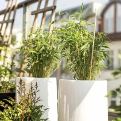 Bambou Vert Non-traçant -Plantes Soldes Boutique 100516 2 1702998305238