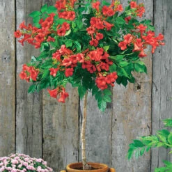 Bignone Rouge Sur Tige