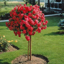 Rosier Pleureur Excelsa Sur Tige -Plantes Soldes Boutique 100632 1 1704463824973