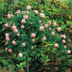 Rosier Cascade Rose Sur Tige -Plantes Soldes Boutique 100634 3 1700226343886