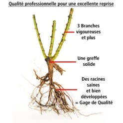 Rosier Des îles Tahiti -Plantes Soldes Boutique 100820 3