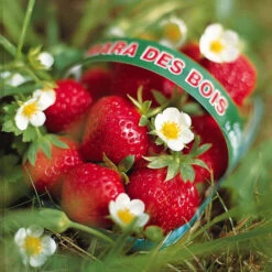 Fraisier Remontant Mara Des Bois -Plantes Soldes Boutique 100862 3 1699628319381