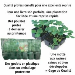 Fraisier Magnum -Plantes Soldes Boutique 100864 2 1706089271368