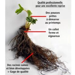 Fraisier Magnum -Plantes Soldes Boutique 100864 5 1706089265968