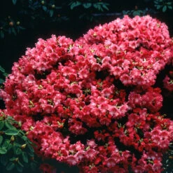 Rhododendron Compact Baden Baden