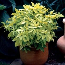 Oranger Du Mexique Doré -Plantes Soldes Boutique 101068 3 1700230985387