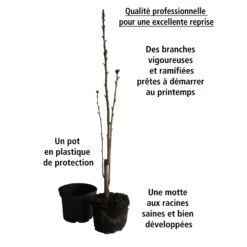 Lilas Des Indes Petit Pink -Plantes Soldes Boutique 101069 4