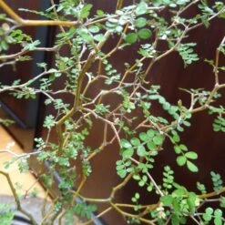 Sophora Prostrata Little Baby -Plantes Soldes Boutique 101128 2 1706105035645