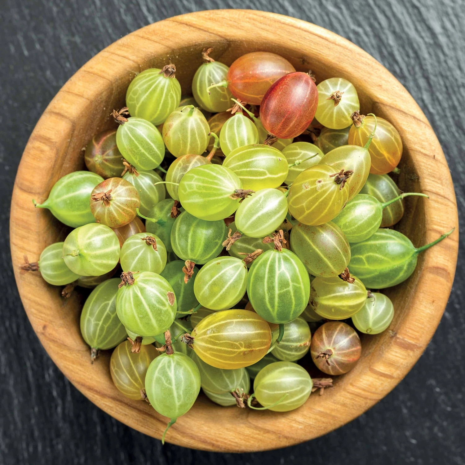 Groseillier à Maquereau Invicta 1 Groseillier à Maquereau Invicta