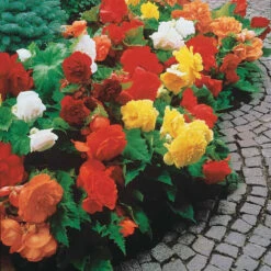 Bégonias Doubles En Mélange -Plantes Soldes Boutique 103707 3