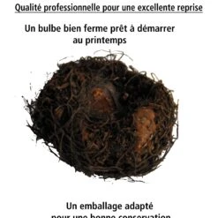 Bégonias Retombants à Grosses Fleurs En Mélange -Plantes Soldes Boutique 103709 1