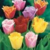 20 Tulipes Frangées En Mélange