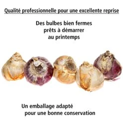 Collection De 9 Jacinthes : Ostara, Jan Bos, Carnegie -Plantes Soldes Boutique 103726 5