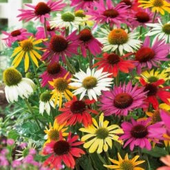 5 Marguerites Papillon En Mélange -Plantes Soldes Boutique 103734 1