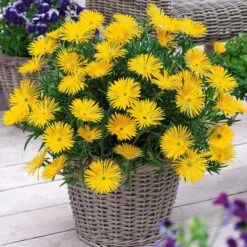 Collection De 6 Ficoïdes : Jaunes, Violettes, Rouges -Plantes Soldes Boutique 103740 3