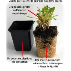 Collection De 6 Ficoïdes : Jaunes, Violettes, Rouges -Plantes Soldes Boutique 103740 4
