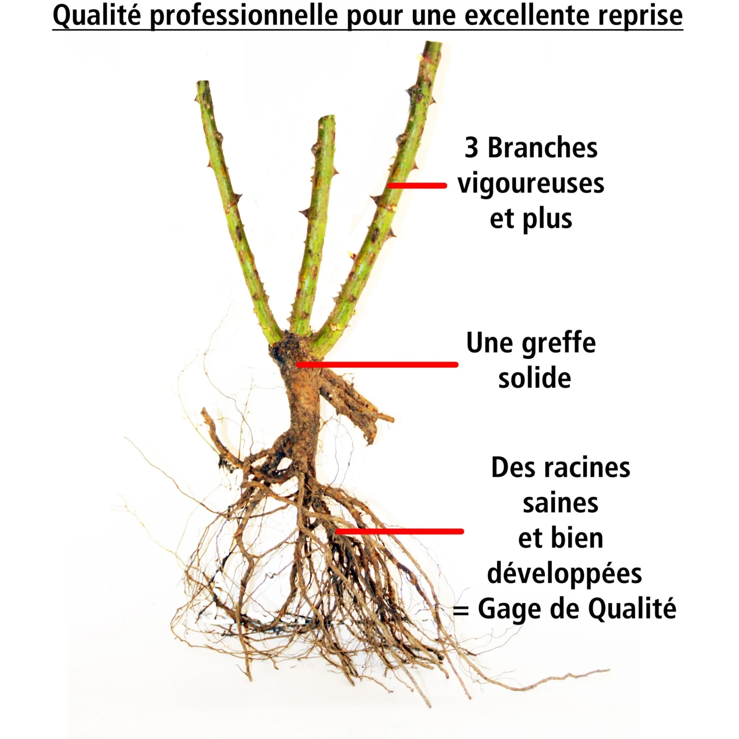 10 Rosiers Polyantha Pour Massif En Mélange 2 10 Rosiers Polyantha Pour Massif En Mélange – Image 2