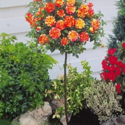 Collection De 2 Mini-rosiers Sur Tiges Armida Et Mousha -Plantes Soldes Boutique 103789 3