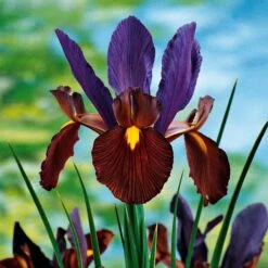 40 Iris De Hollande Colorés En Mélange -Plantes Soldes Boutique 103794 2