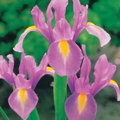 40 Iris De Hollande Colorés En Mélange -Plantes Soldes Boutique 103794 3