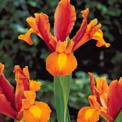 40 Iris De Hollande Colorés En Mélange -Plantes Soldes Boutique 103794 5