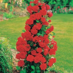 Collection De 4 Rosiers Arbustes : Shalom, Korbin, Westerland, Handel -Plantes Soldes Boutique 103797 2