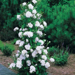 Collection De 4 Rosiers Arbustes : Shalom, Korbin, Westerland, Handel -Plantes Soldes Boutique 103797 4