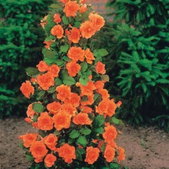 Collection De 4 Rosiers Arbustes : Shalom, Korbin, Westerland, Handel -Plantes Soldes Boutique 103797 5