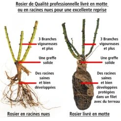 2 Rosiers Buissons Résistants Aux Maladies -Plantes Soldes Boutique 103818 1