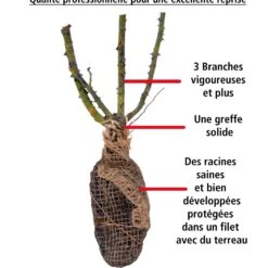 2 Rosiers Buissons Résistants Aux Maladies -Plantes Soldes Boutique 103818 5