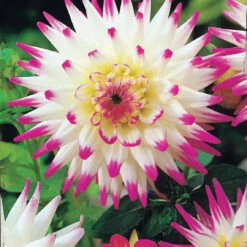 8 Dahlias Cactus En Mélange -Plantes Soldes Boutique 103825 1