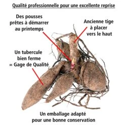 8 Dahlias Cactus En Mélange -Plantes Soldes Boutique 103825 3