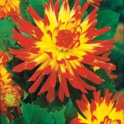 8 Dahlias Cactus En Mélange -Plantes Soldes Boutique 103825 6