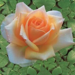 Collection De 4 Rosiers : Whisky, Malaga, Lune Bleue, Magie Parfum -Plantes Soldes Boutique 103833 2