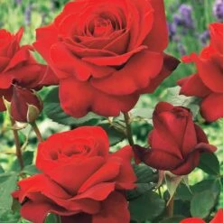 Collection De 4 Rosiers : Whisky, Malaga, Lune Bleue, Magie Parfum -Plantes Soldes Boutique 103833 3