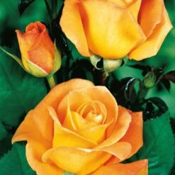 Collection De 4 Rosiers : Whisky, Malaga, Lune Bleue, Magie Parfum -Plantes Soldes Boutique 103833 4