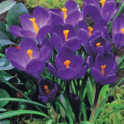 60 Crocus Blanc Violet, Jaune, Blanc, Violet En Mélange -Plantes Soldes Boutique 103847 2