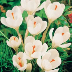 60 Crocus Blanc Violet, Jaune, Blanc, Violet En Mélange -Plantes Soldes Boutique 103847 3
