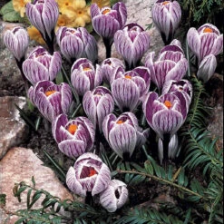 60 Crocus Blanc Violet, Jaune, Blanc, Violet En Mélange -Plantes Soldes Boutique 103847 4